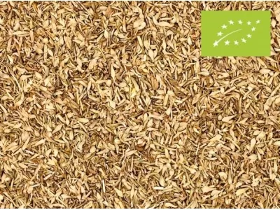 Oregano biologisch