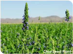 chia_seed_plant.png